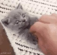 对不起，不能我一个人穷！只能把这些美翻了的猫咪美妆安利给你了