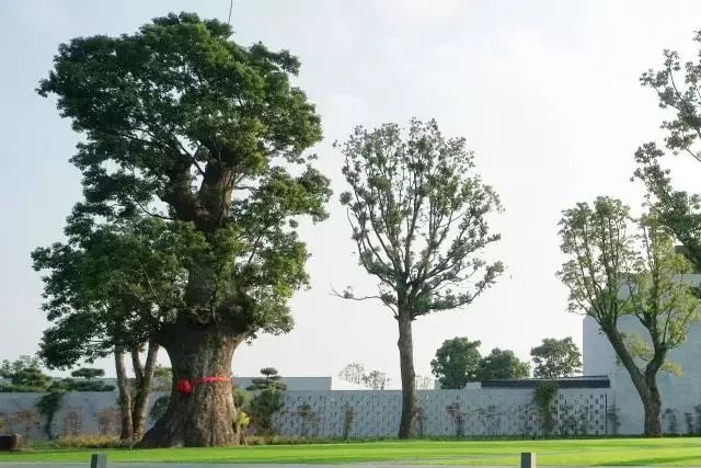 朗格200万左右手表,朗格2000块的表