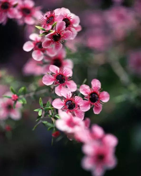 清新雅致的松叶牡丹,叶似榆树花如梅花
