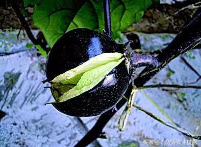 圆茄太多怎么处理,圆茄膨果方案