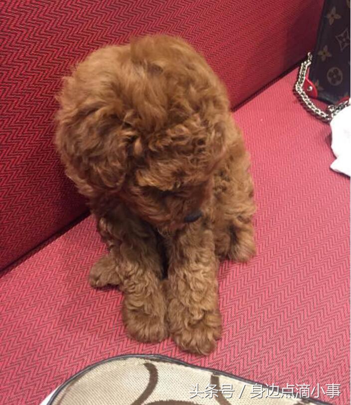 泰迪吃了巧克力会出现什么症状,泰迪偷吃完恢复原状