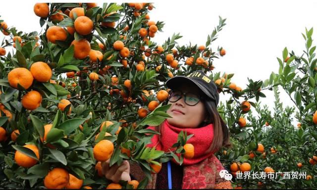脱贫大变化美丽乡村展新颜,脱贫乡村翻天覆地的变化