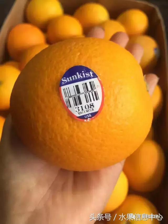 全国橙子品种大全,甜橙子产地直销怎么挑