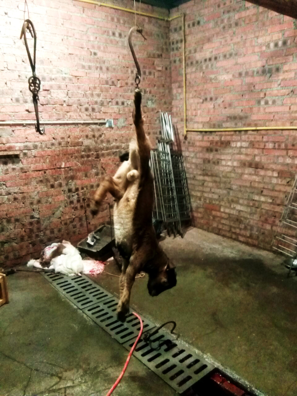 晚上吃烤全羊真实视频,这才是烤全羊的正确打开方式