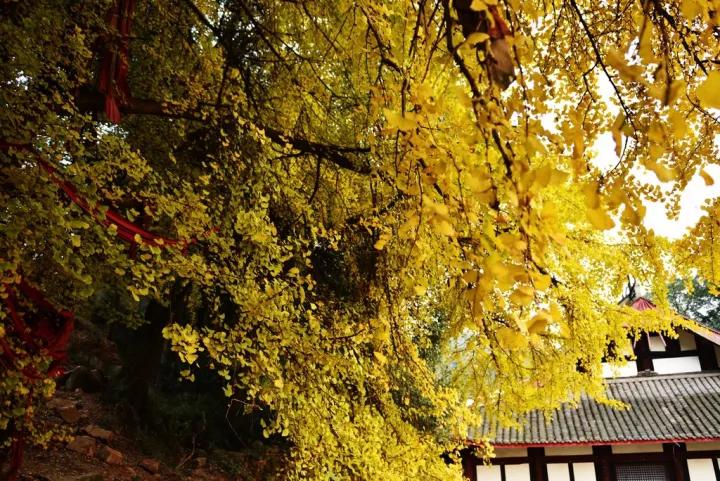 禅意的银杏,银杏的禅意