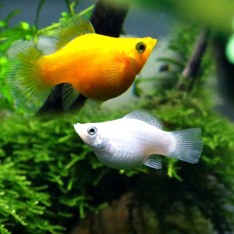 5种常见热带鱼养殖品种介绍图,热带鱼养殖指南教你养好热带鱼