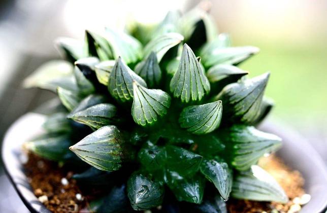 归纳了养花的10条养殖技巧,什么花适合大盒养殖