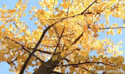 昆十怎么样,昆十中教学质量如何