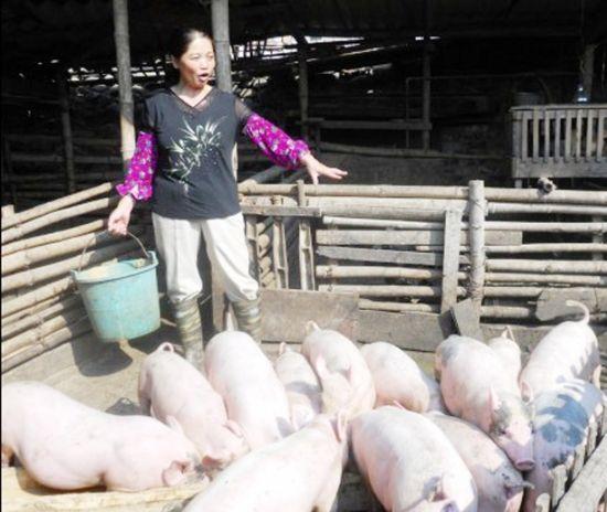 养猪知识养猪小妙招,农村养猪最简单方法