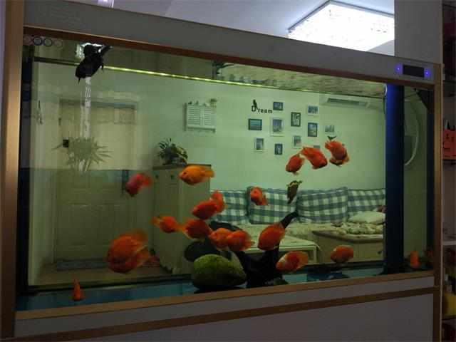 最好养又可爱互动性好的乌龟,养了二十年的乌龟有灵性吗