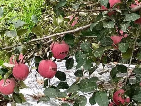 最新农产品供求信息,大农圈最新文章