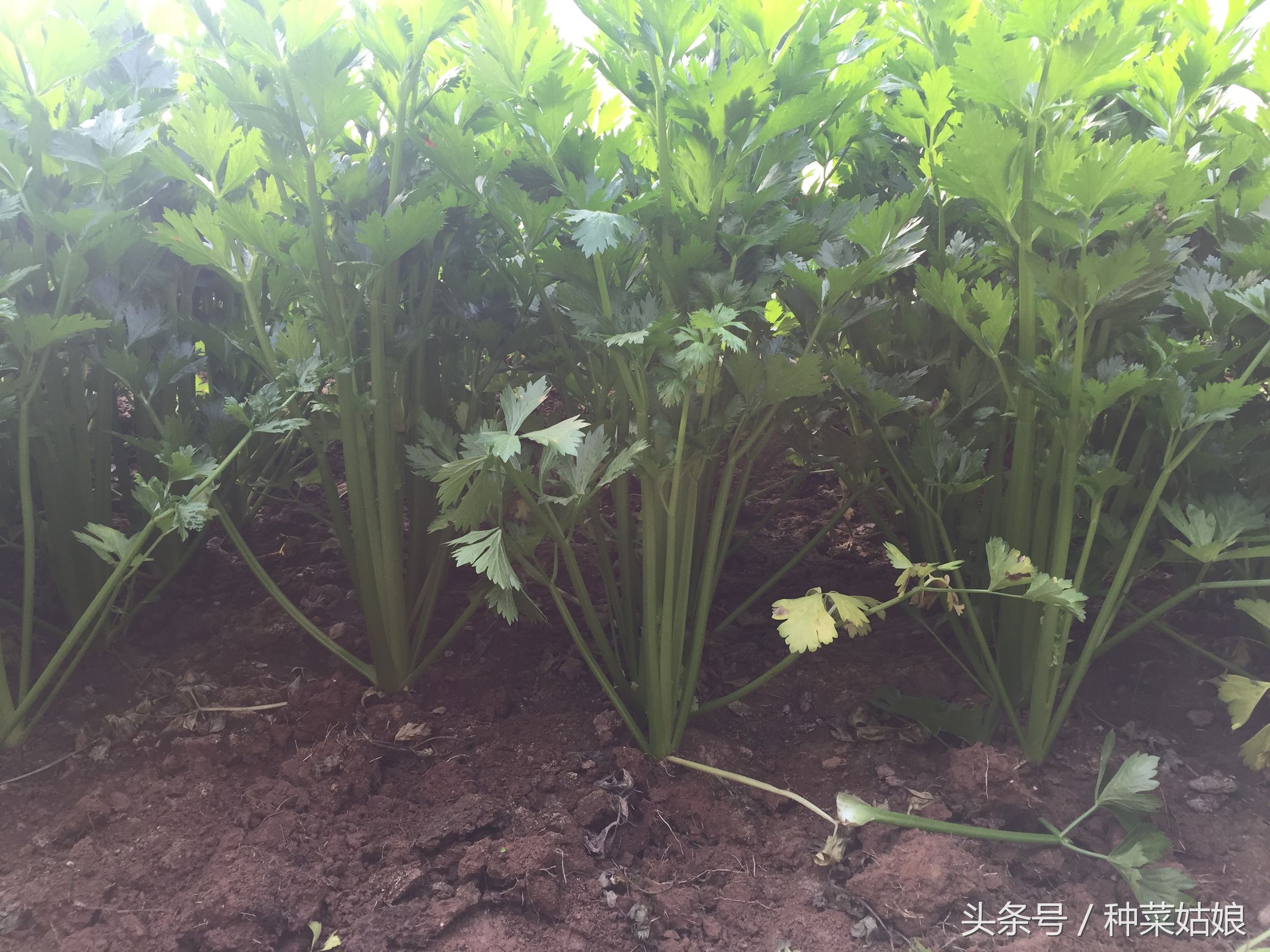 芹菜种植出苗不齐的原因,芹菜一般种几厘米深才能出苗呢