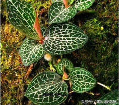 漳州市特产有哪些,漳州的特产有哪些介绍