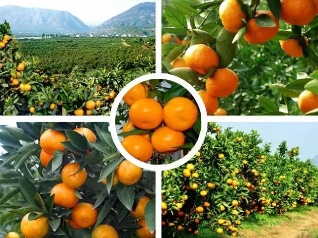 武汉市东西湖区柑橘采摘园,武汉采摘园橘子