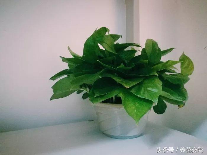 绿植真的可以改善室内空气吗,绿植能消除空气中的甲醛吗