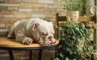 小法斗几月份是最难看的,小法斗比较瘦正常吗