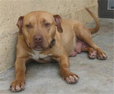 比特犬脑炎症状,比特犬怎么防止生病