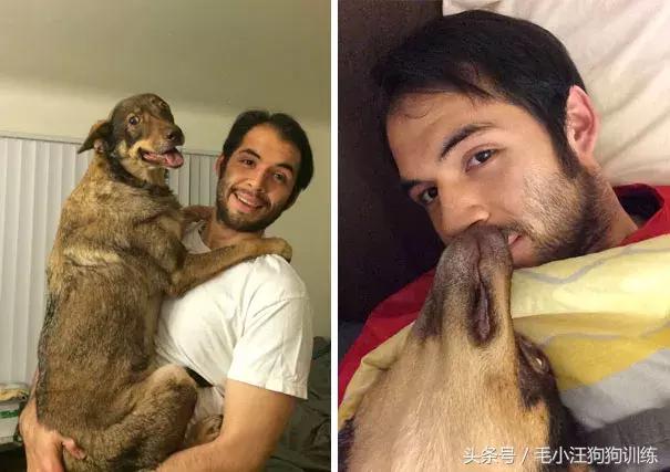 养了这么久的狗竟然又初恋了,养了多年的狗突然接近我