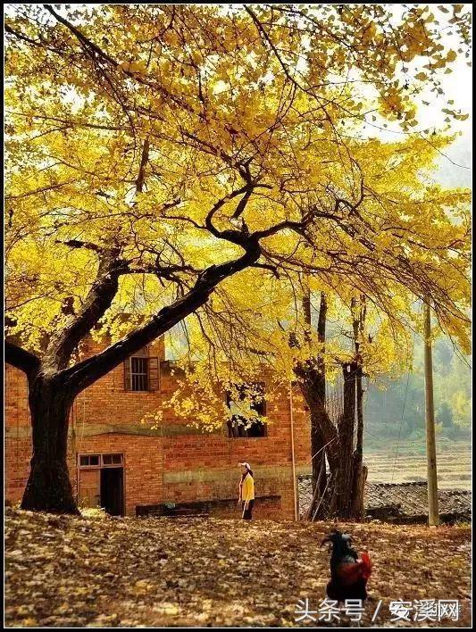 厦沙高速安溪最新消息,厦沙高速公路泉州段