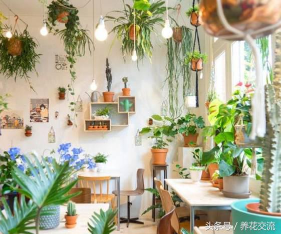 绿植真的可以改善室内空气吗,绿植能消除空气中的甲醛吗