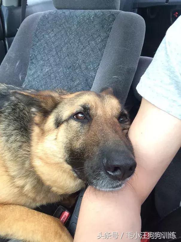 养了这么久的狗竟然又初恋了,养了多年的狗突然接近我