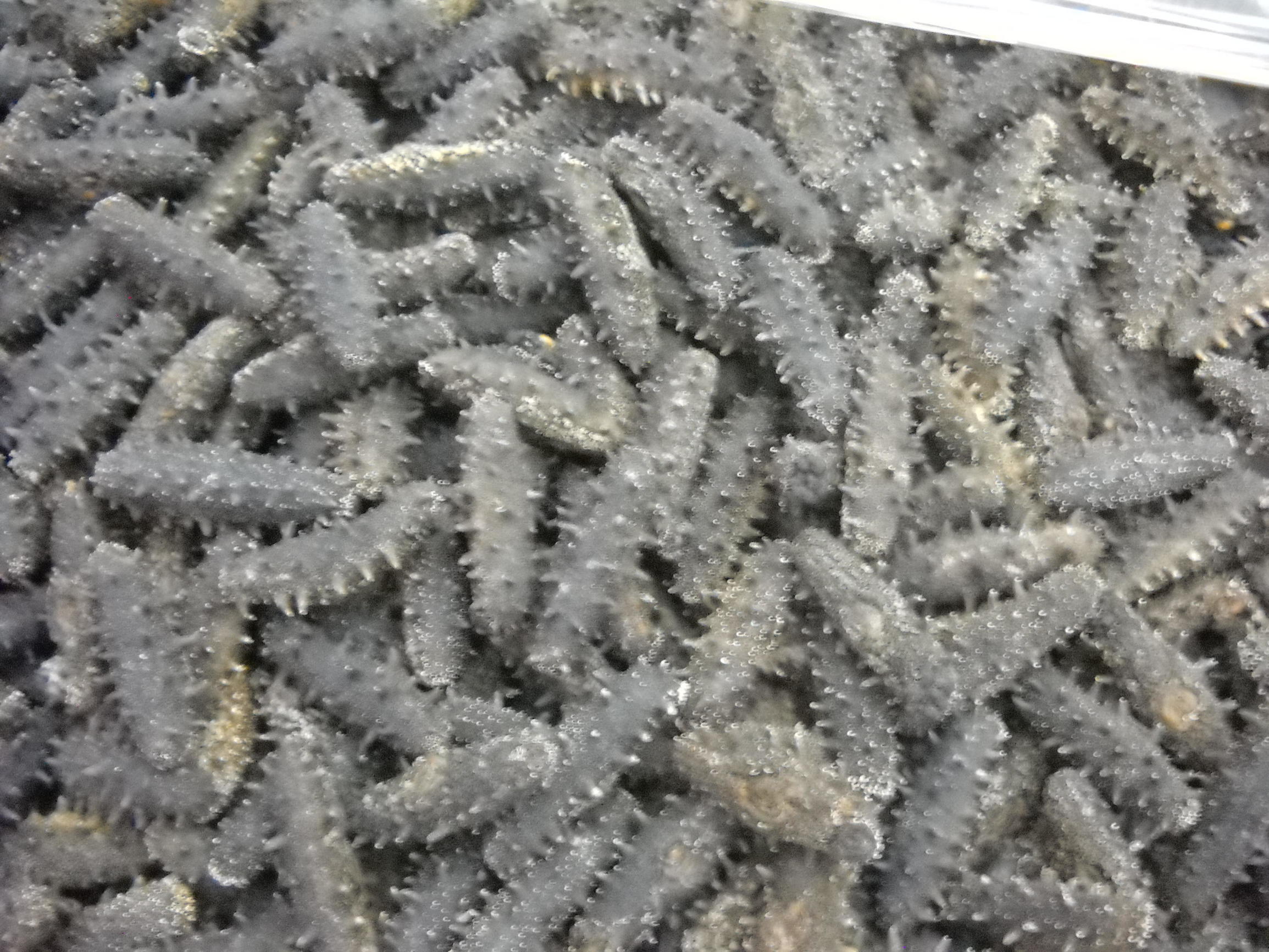 一千多的淡干海参是假的吗,真假淡干海参价格