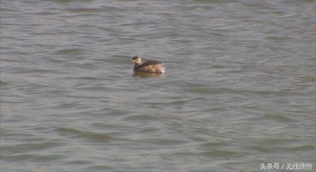 徐州为什么是候鸟栖息地,徐州候鸟