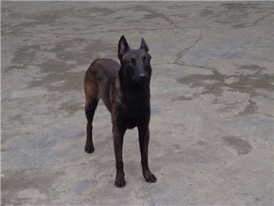 一岁的马犬胆小不听话怎么办？训练马犬不听话的方法及注意事项