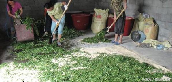发酵饲料喂猪这样做才有效,青饲料和精饲料搭配喂猪长得快吗