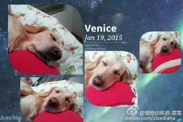 孕妇养狗的心酸经历,养狗怀孕科普