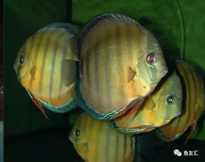 野彩和家彩的饲养区别,野彩到底好不好养