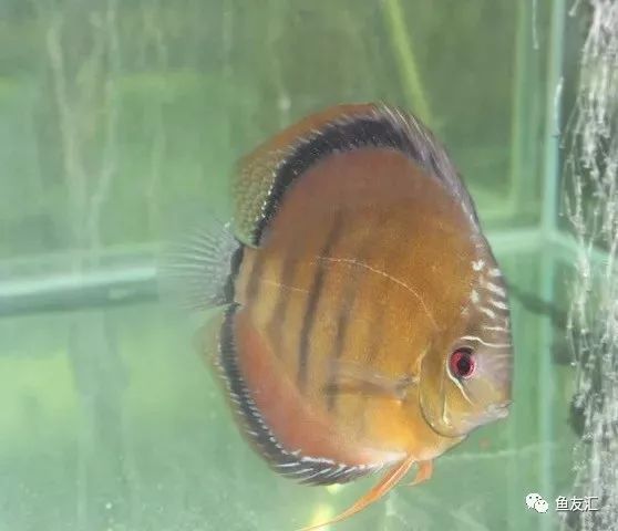 野菜分类,野彩和家彩的饲养区别