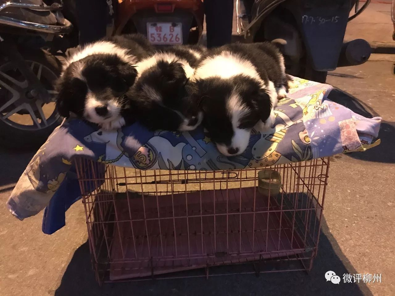 柳州买狗买猫好去处,广西柳州最大最正规狗市在哪里