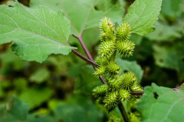 农村常见的100种植物,100种常见草本植物