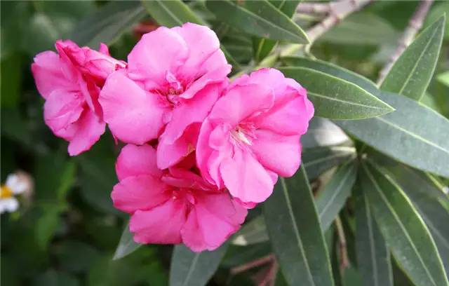 农村常见的100种植物,100种常见草本植物