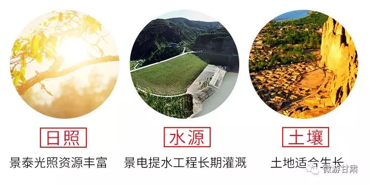 陇原县特产,正宗宁夏中宁纯头茬贡果枸杞子