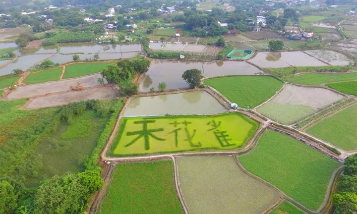 被吃灭绝的禾花雀,禾花雀有多危险