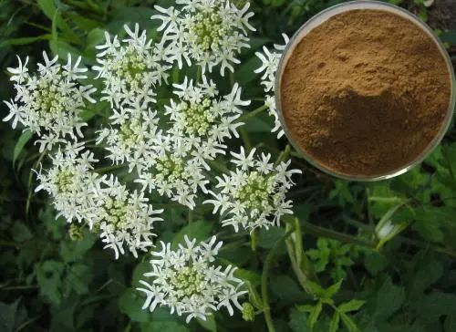 药材种植切忌盲目跟风,种植药材怎么才能赚钱