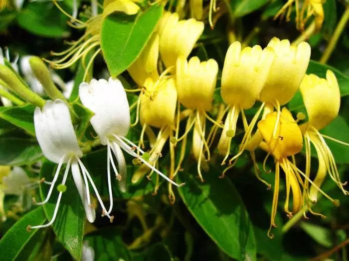 药材种植切忌盲目跟风,种植药材怎么才能赚钱