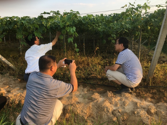 做好三农工作推进农业现代化,振兴乡村加快农业农村现代化