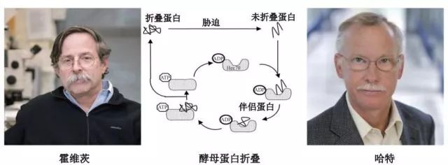 造酒，酿醋，拿诺奖：“下得了厨房上得了厅堂”的神奇酵母