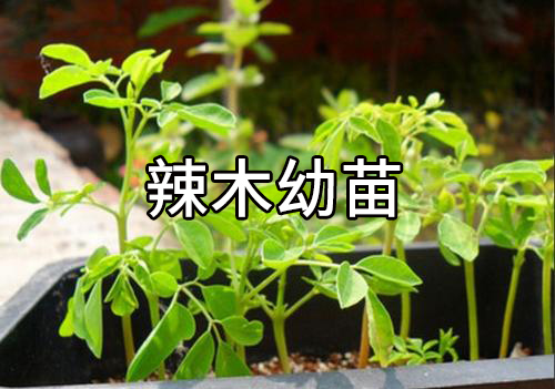 你很可能吃了一个“假”的辣木籽!