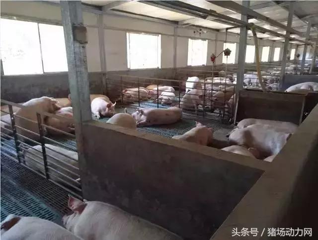 规模化猪场排污一般怎么处理,猪场排污有几种模式