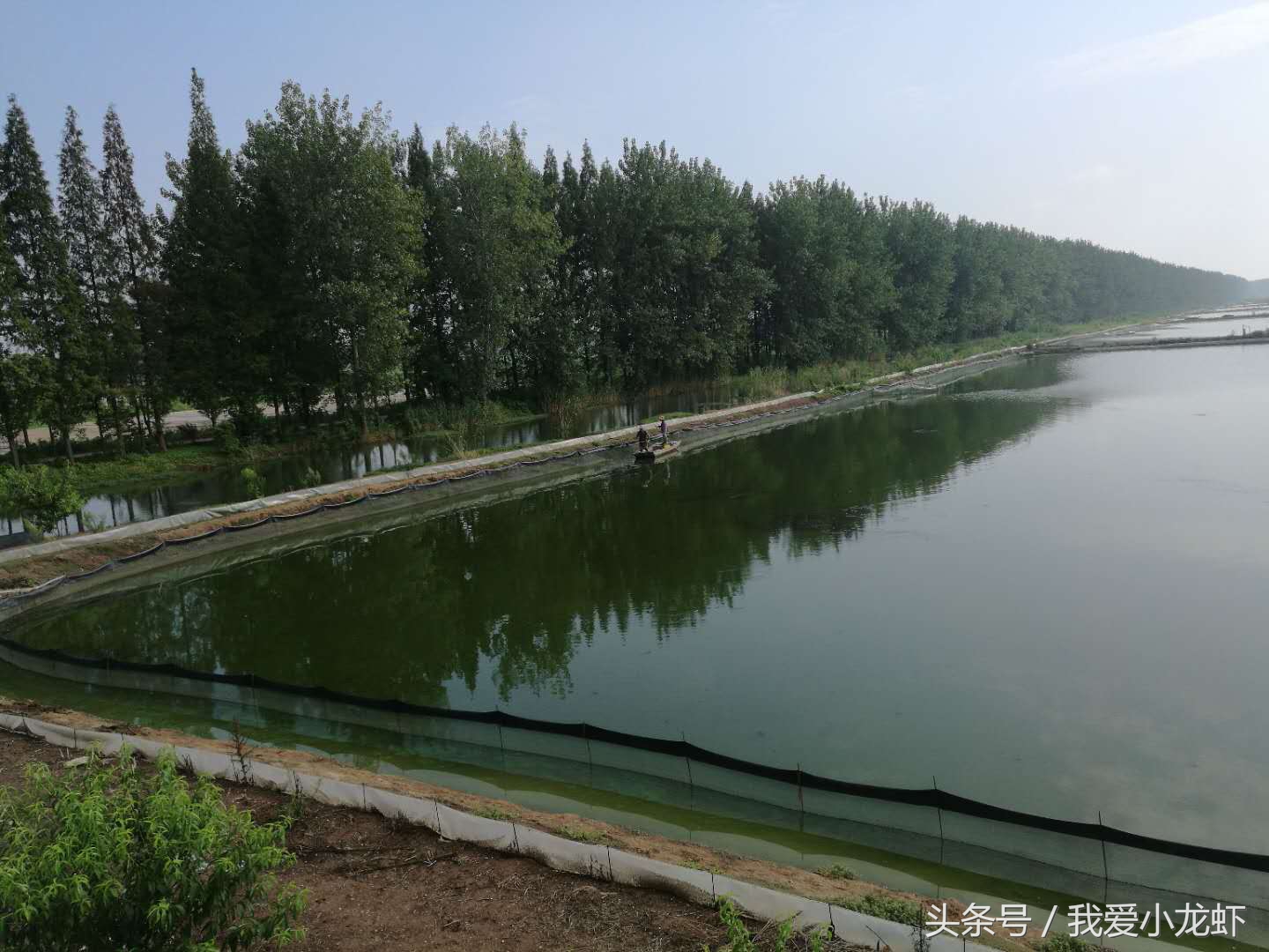 小龙虾养殖技术全程,小龙虾标准化养殖流程