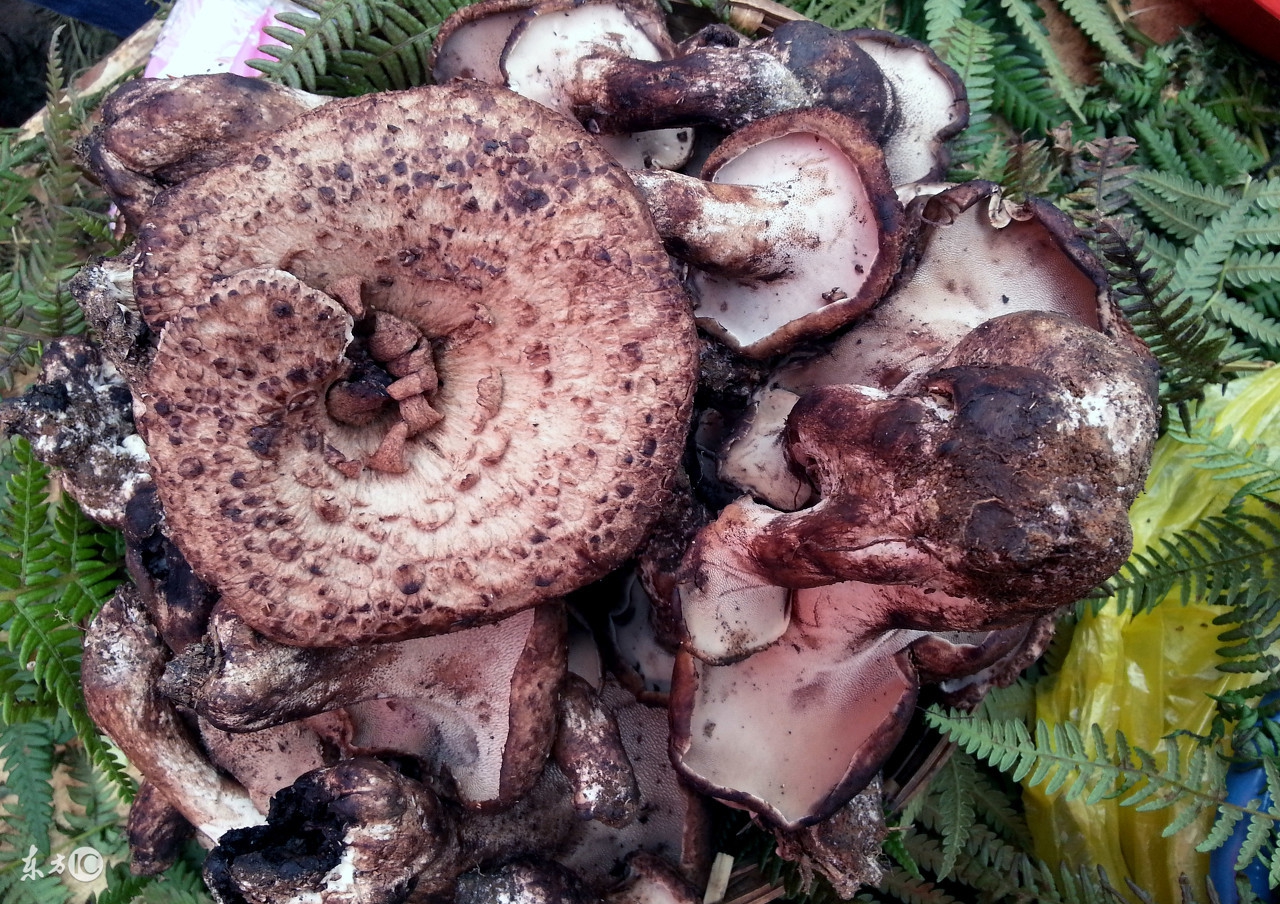 餐桌上必吃的七种冠军蔬菜,饭桌上的精品菜