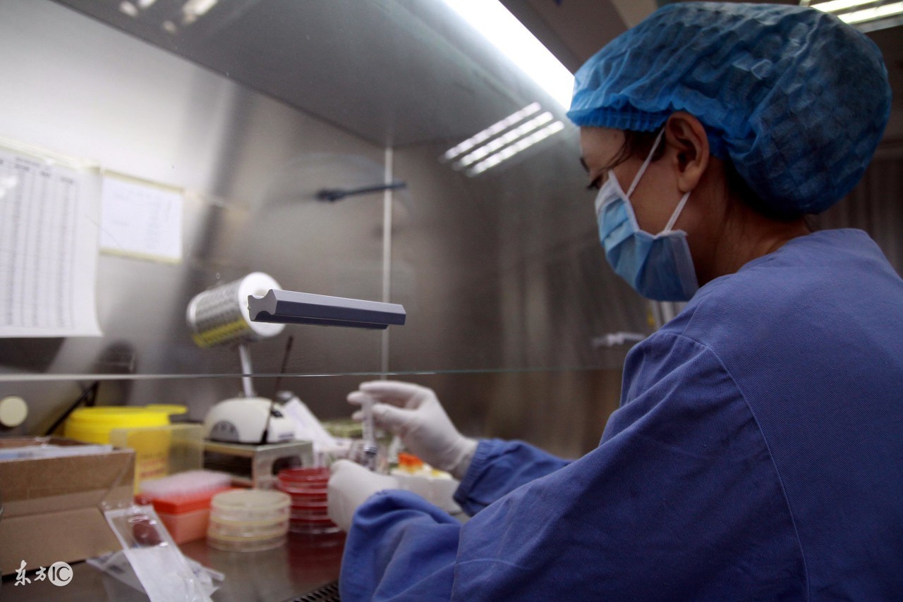 蜜蜂人工体内授精全过程,蜜蜂授精的正确方法