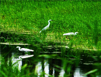 神奇的维度,神奇的维度是什么