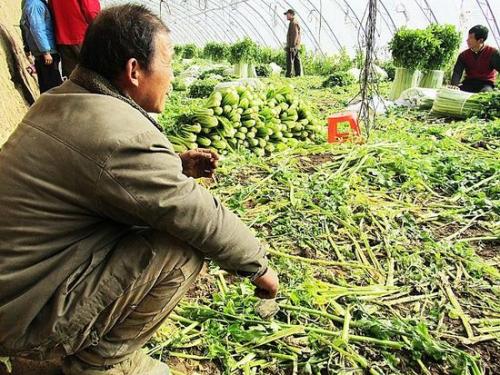 农村搞养殖有没有出路,为什么不建议农村养殖