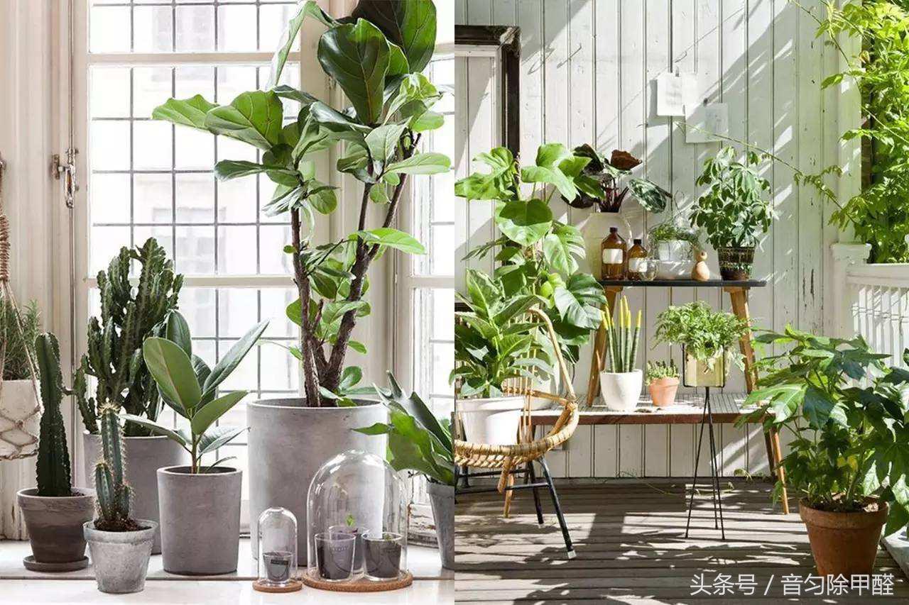最有效除甲醛的办法,公认绝对有效除甲醛的最好方法