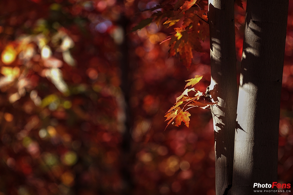 佳能eos800d摄影视频,佳能eos800d拍出来是黑白的